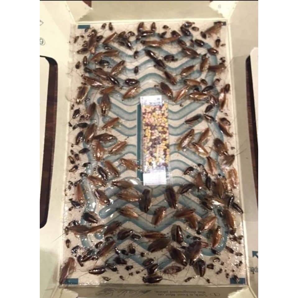 Bẫy Gián Dính Hoi-Hoi  - Hộp 3 bẫy