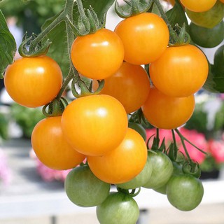 Hạt giống cà chua bi cherry vàng F1 - gói 0,1 gram