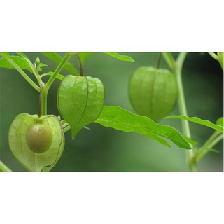 Cây thù lù (tầm bóp, lồng đèn) dùng làm thảo dược- Trang trí sân vườn-Cây hoa kiểng Đồng Tháp