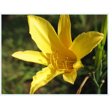 combo nguyên liệu nấu canh gà (canh cho sức khỏe ,sắc đẹp)