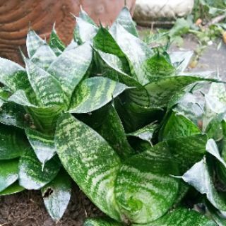 Cây lưỡi mèo