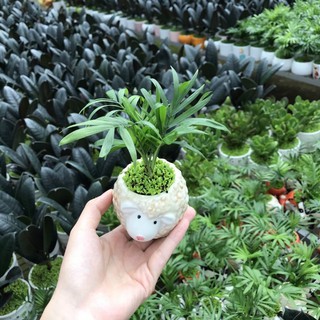 Chậu sứ thú mini 7-13cm