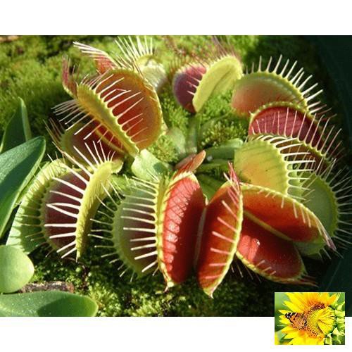 Hạt giống cây bắt côn trùng