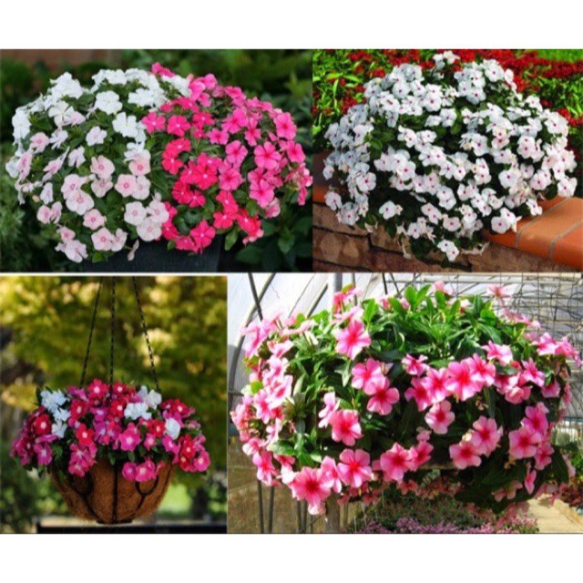 Bán buôn HẠT GIỐNG HOA DỪA CẠN RỦ NHIỀU MÀU ( gói 50 hạt) hoa chậu treo đẹp bao đẹp