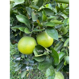 Cam xoàn tươi combo 5kg