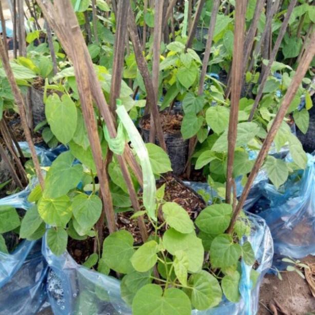 Cây hoa thiên lí + Tặng 01 cây dâu da đất