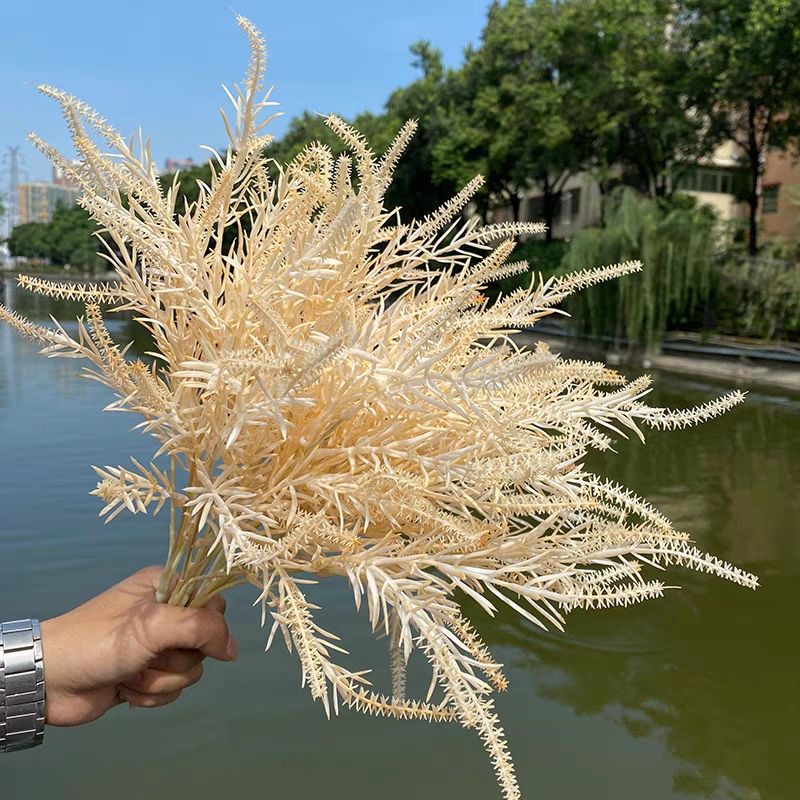 Cành điểm đuôi chồn cao 55cm