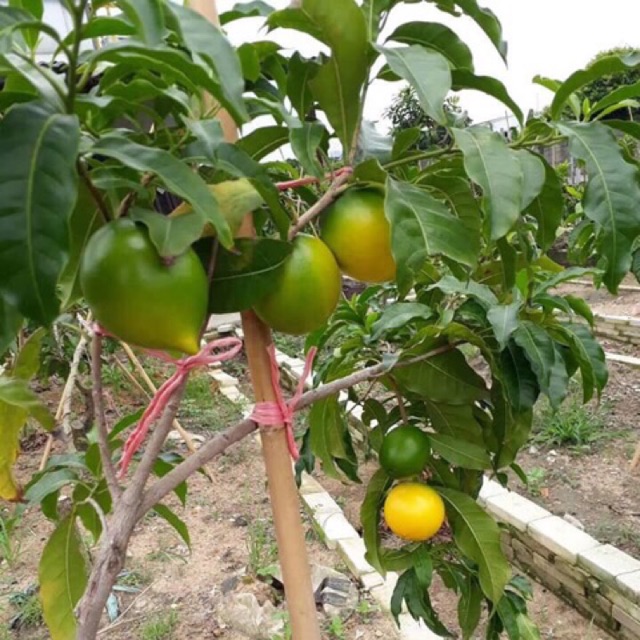 Vú sữa hoàng kim (Combo 2 cây )