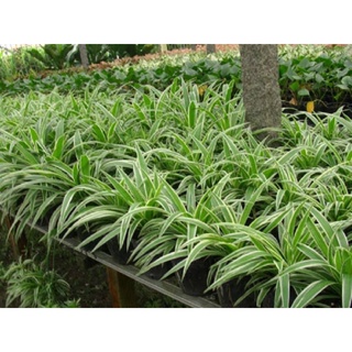 cỏ lan chi