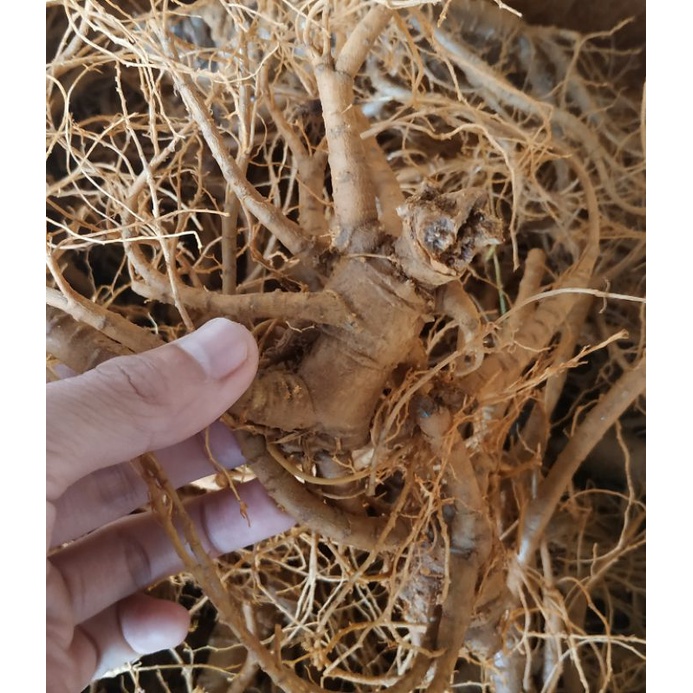 TAM THẤT SAPA củ tươi - TINH TÚY SAPA túi 0.5 kg - 1 kg