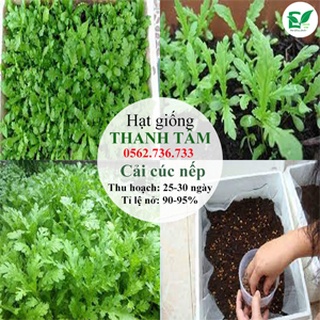 Combo 6 loại hạt giống - 55.000 (tặng kèm 20 hạt Cải Kale Khủng Long)