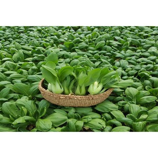 20GR - HẠT GIỐNG CẢI THÌA