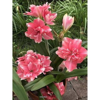 CỦ HOA HUỆ TÂY CÁNH KÉP-SIÊU TO