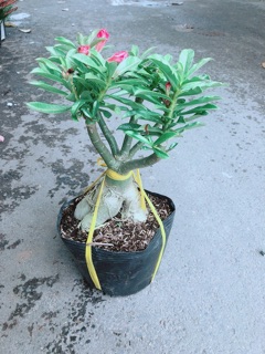 Cây Hoa Sứ Thái Kép