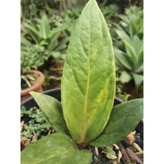 Anthurium jamanii < Unk > Màu Vàng
