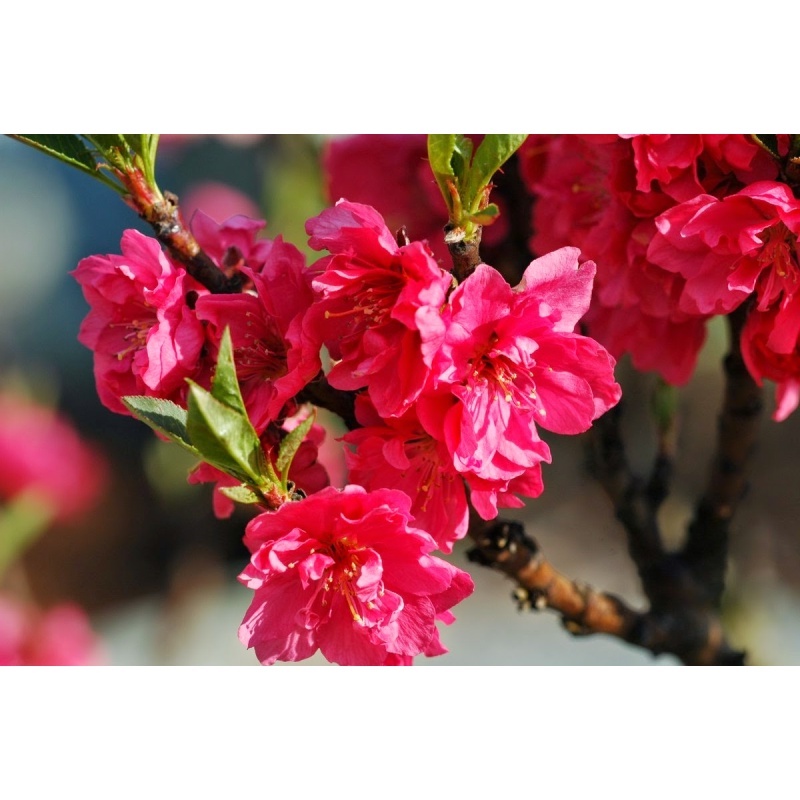 Giống đào thực sinh, đào bích, đào phai, Cao 35-40cm