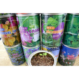 HỘP HẠT GIỐNG CÁC LOẠI CÂY KÌ LẠ - HẠT ĐẬU THẦN KỲ