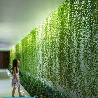 Combo 5 CÂY GIỐNG CÚC TẦN ẤN ĐỘ TRỒNG BAN CÔNG LEO, RỦ TẠO RÈM CHE NẮNG TỰ NHIÊN (nhiều rễ, nhiều chồi)