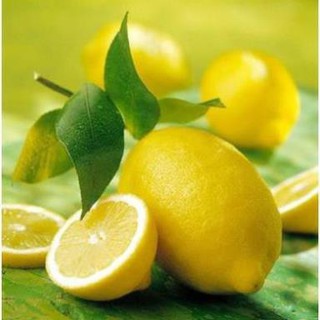 Cây giống chanh Mỹ vàng 30K