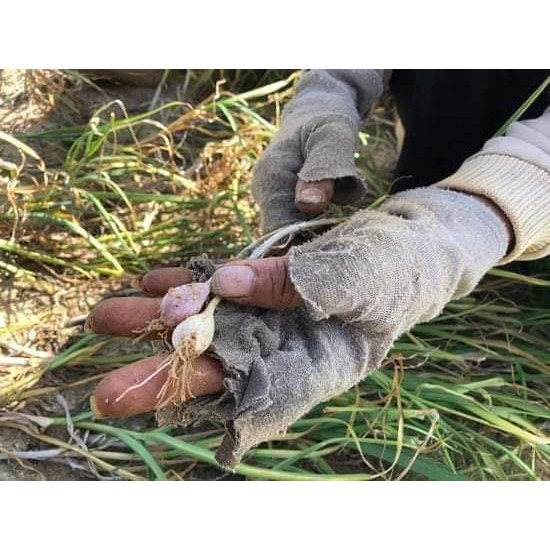 [500g] Tỏi đen cô đơn LOẠI 2, đẹp, ngon, ngọt, dẻo (Loại 2 - Eco) | BigBuy360 - bigbuy360.vn