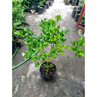 Cây Nguyệt Quế, hoa thơm
