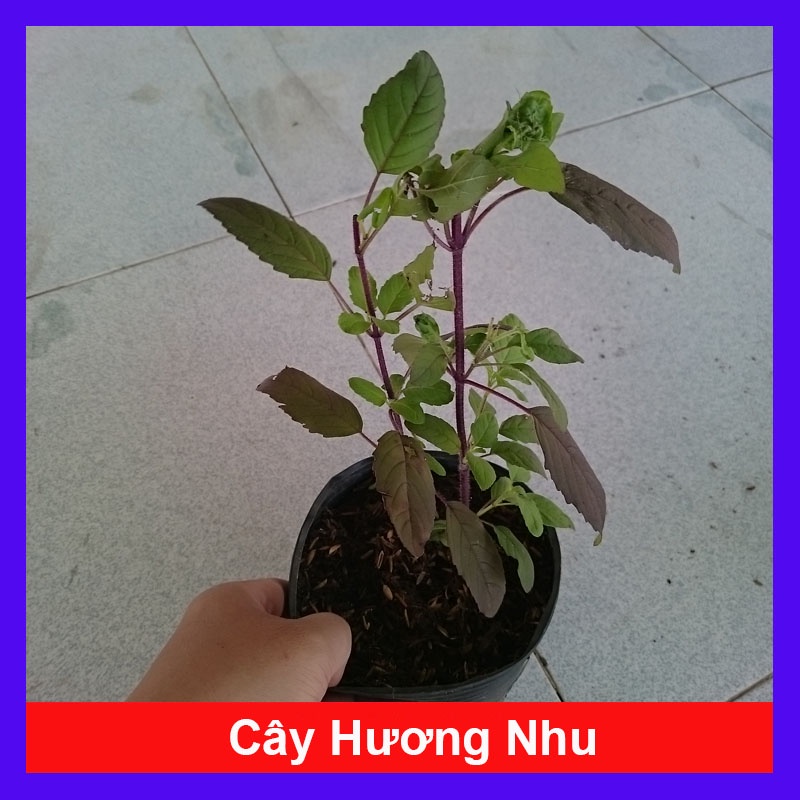 Cây Hương Nhu - cây cảnh trong nhà