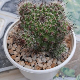 Xương rồng móc câu