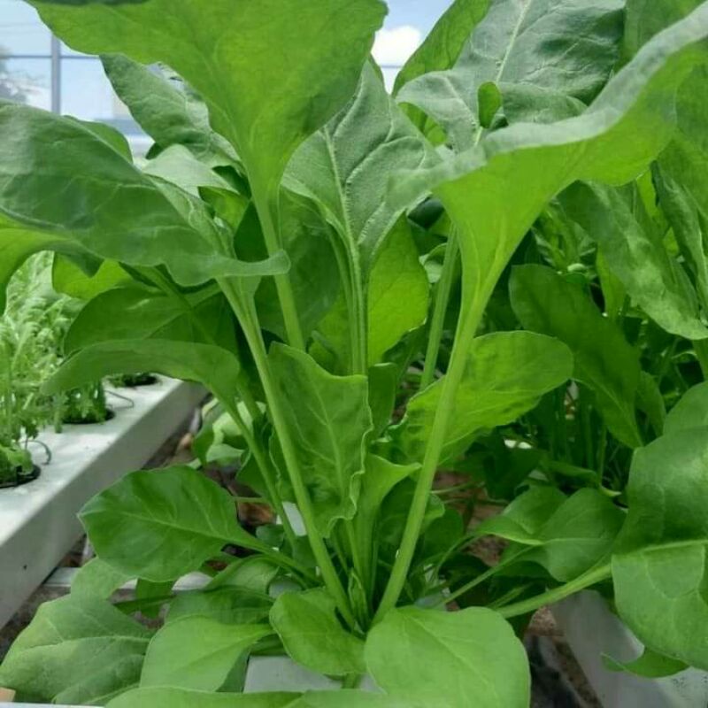 100H _#Hạt _giống_ rau_ cải_ bó _xôi .  .