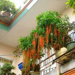 Cây 🌲 Lộc vừng siêu đẹp.... đang hoa