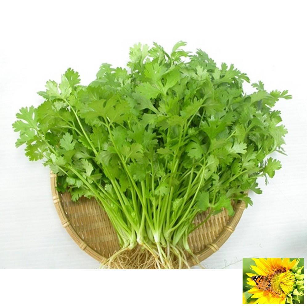 Hạt giống ngò rí  20g