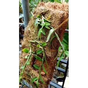 100g Chỉ dừa - xơ dừa sợi gói nhỏ