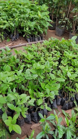 Combo 10 cây giống chè khổng lồ dùng chăn nuôi - Đơn hàng thanh toán trước tặng 2 cây cùng loại