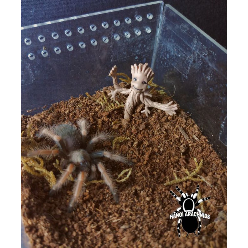 Baby Groot trang trí bể nhện, bọ cạp, côn trùng