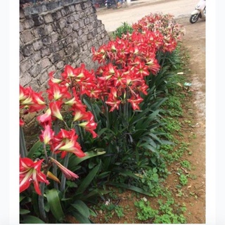 Củ huệ cam, đỏ,  nhung