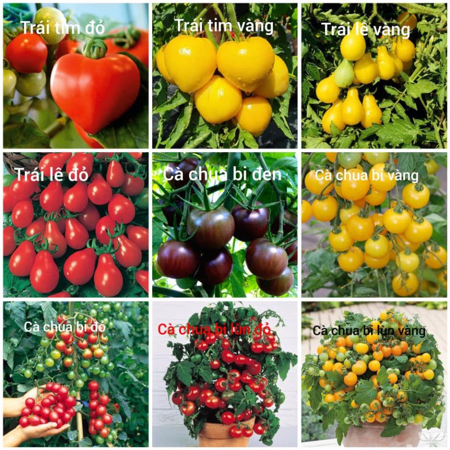 COMBO 20 LOẠI HẠT GIỐNG CÀ CHUA DỄ TRỒNG - CÓ QUÀ TẶNG MK
