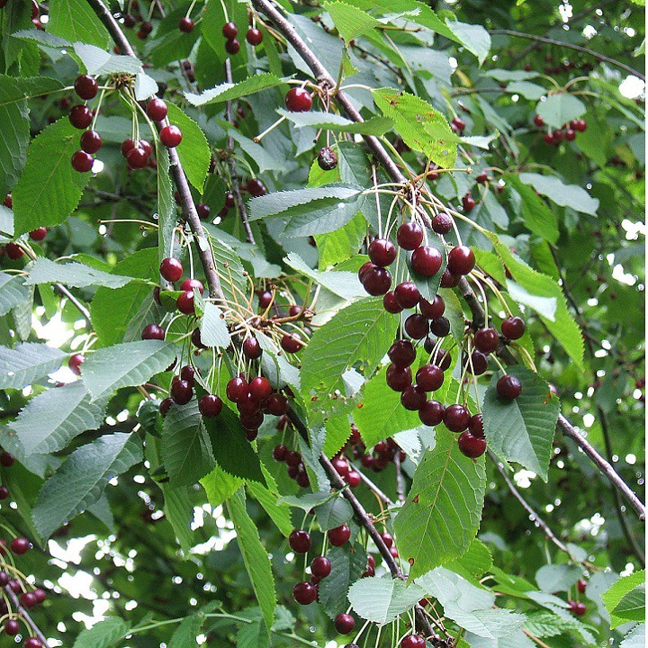 Hạt giống quả cherry - Anh đào gói 10 hạt xuất xứ Mỹ