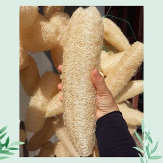 Bông Tắm Tẩy Tế Bào Chết, Xơ Mướp Rửa Chén, Sơ Mướp, Hữu Cơ Xuất Khẩu, Miếng Rửa Chén