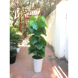 Cây giả- Cây trầu bà giả cao cấp trang trí