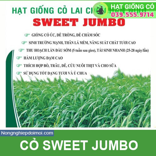 Hạt Giống Cỏ Sweet Jumbo - Cỏ Họ Ngô  - Hạt Giống Cỏ Chăn Nuôi