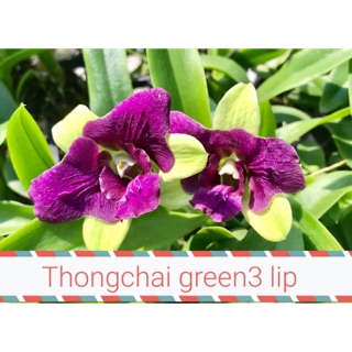 3 cánh hồng 3 cánh xanh cây giống cao(7-12cm)