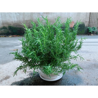 Chậu Hương Thảo Size Đại