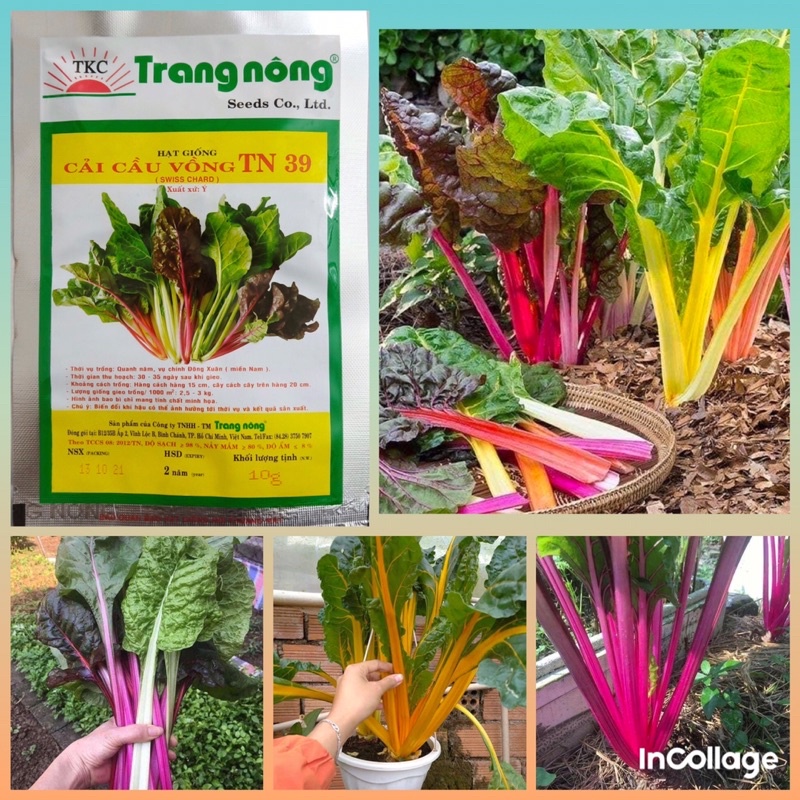 Hạt giống cải cầu vồng Trang Nông (gần 500 hạt)