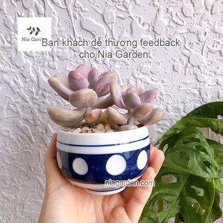 (G70) Tách sứ trồng cây sen đá gốm Nhật (đã khoan lỗ) - GSN