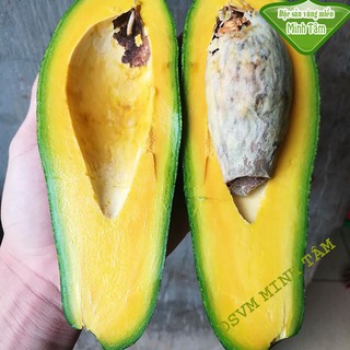 Bơ sáp Năm Lóng béo dẻo ngọt giống bơ ngon nhất trong tất cả các loại bơ [CHỈ GIAO TPHCM]