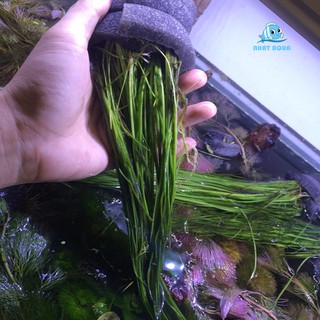 Cây Thủy Sinh Cỏ Cọp