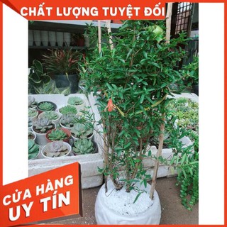Chậu cây lựu Nhiều Người Mua