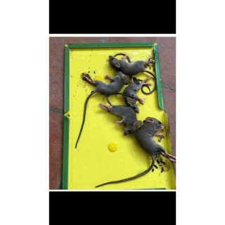 Miếng dán bẫy chuột thần thánh