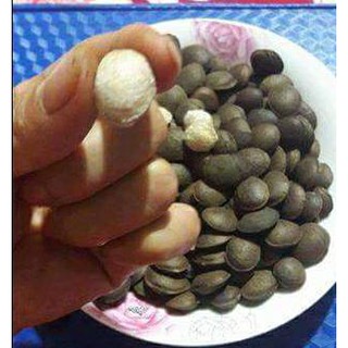 Hạt Sachi Vỏ Đen Đã Sấy Chín Ăn Liền Tây Nguyên, Hạt Dinh dưỡng Ngũ Cốc Ăn Kiêng, Giảm Cân