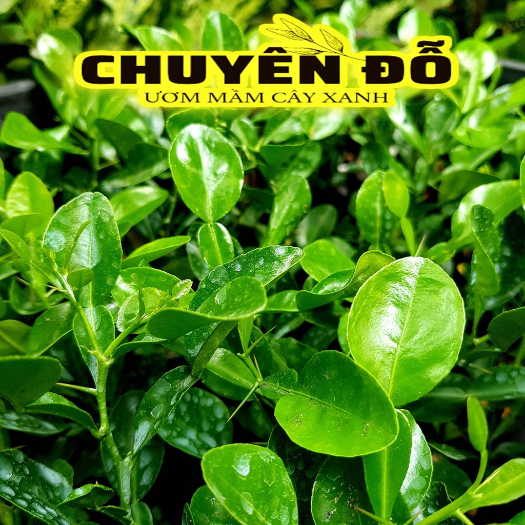 CÂY CHÚC GIỐNG, CHANH LÁ SỐ 8, CÂY CHANH THÁI, CÂY TRÚC AN GIANG 20CM, xương rồng