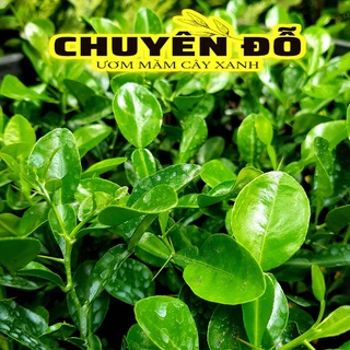 COMBO 4 CÂY CHÚC, CÂY CHÚC GIỐNG CAO 20CM